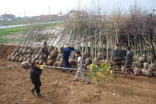 Karatay'da 2015 Baharnn Fidanlar Hazr 