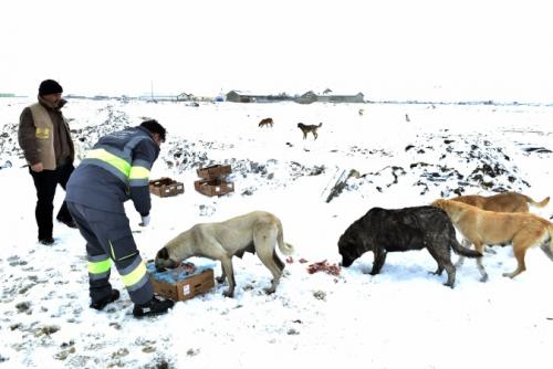 Sahipsiz ve Doal Hayattaki Hayvanlara Bykehir efkati 